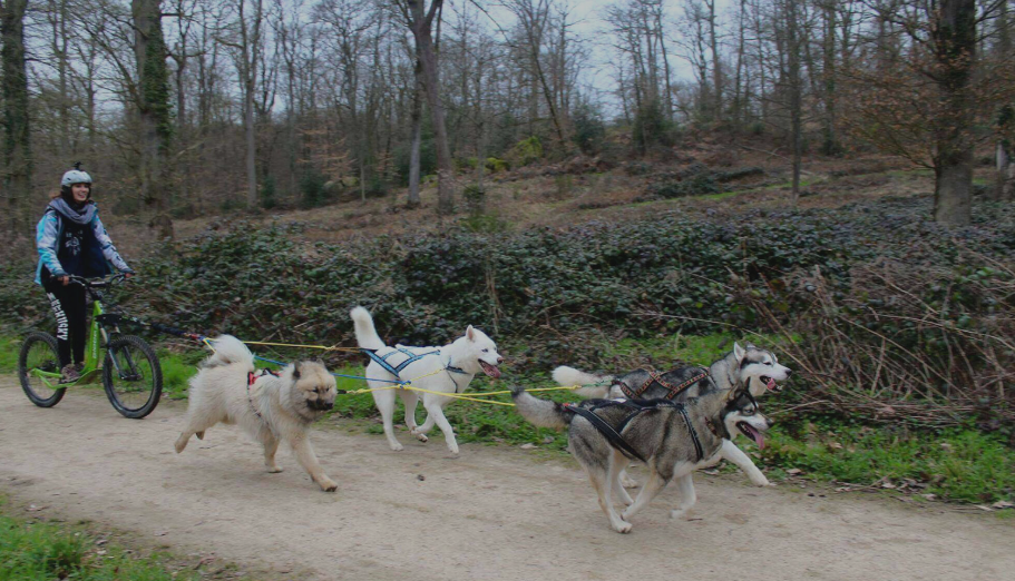 Mushing