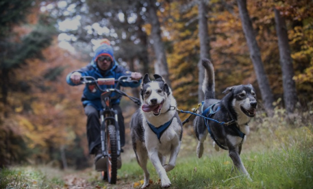 Mushing