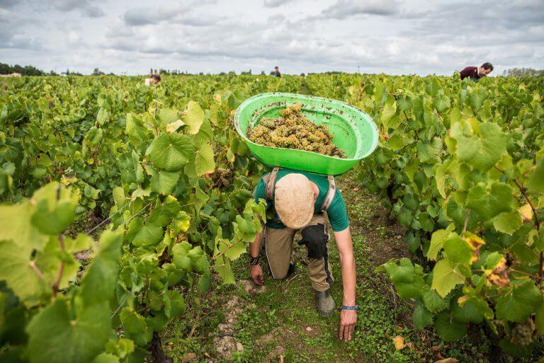 Agriculture/pépinières